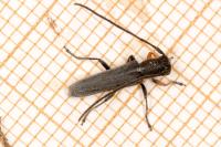 Phytoecia cylindrica