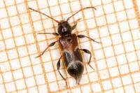 Poecilium alni