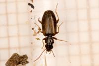 Syntomus obscuroguttatus