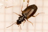 Syntomus obscuroguttatus