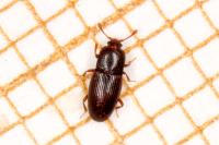Cerylon histeroides