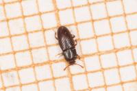 Cerylon histeroides