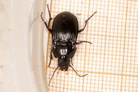 Abax ovalis