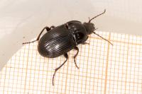 Abax ovalis