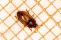 Epuraea