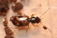 Bembidion articulatum