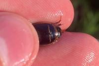 Hydaticus transversalis