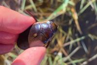 Dytiscus dimidiatus