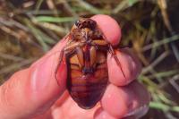 Dytiscus dimidiatus