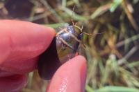Dytiscus circumflexus