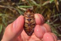 Dytiscus circumflexus