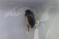 Colymbetes fuscus