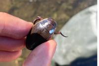 Dytiscus dimidiatus
