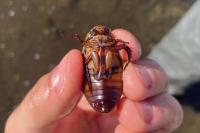 Dytiscus dimidiatus