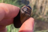 Dytiscus marginalis
