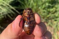 Dytiscus marginalis