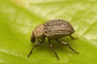 Minyops carinatus
