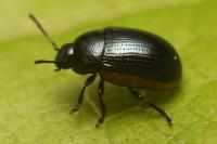 Prasocuris glabra