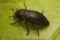 Dermestes