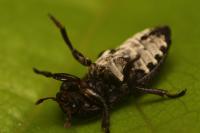 Dermestes