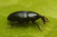 Aulacobaris coerulescens