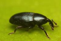Aulacobaris coerulescens