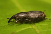 Sphenophorus