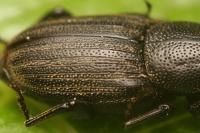 Sphenophorus