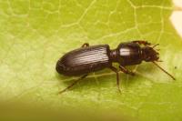 Clivina fossor