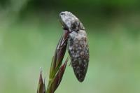 Agrypnus murinus