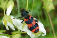 Trichodes alvearius