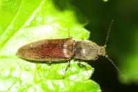 Athous haemorrhoidalis