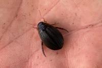 Acilius canaliculatus