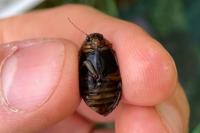 Acilius canaliculatus