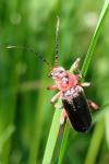 Cantharis rustica