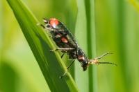 Malachius bipustulatus