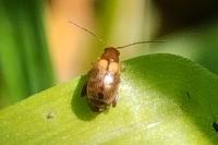 Longitarsus
