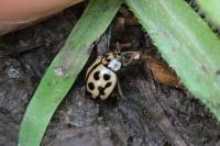 Tytthaspis sedecimpunctata