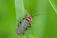 Cantharis rustica