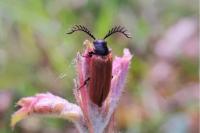 Drilus flavescens