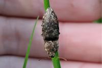 Agrypnus murinus