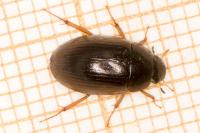 Hydrobius fuscipes