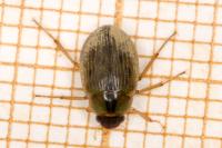 Berosus signaticollis