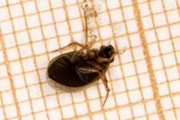 Berosus signaticollis