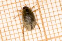 Berosus signaticollis