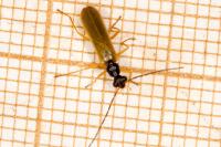 Rhagonycha lignosa