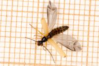 Rhagonycha lignosa
