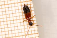 Deleaster dichrous