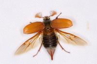 Melolontha melolontha