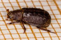 Trox scaber